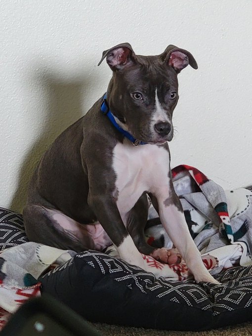 Getting rid of a female pit bull puppy. Who wants her?  #SanAntonio #Texas #DogsOnTwitter https://t.<a href="/tag/texas"class="tags"><span>#texas</span></a><a href="/tag/sanantonio"class="tags"><span>#sanantonio</span></a><a href="/tag/dogsontwitter"class="tags"><span>#dogsontwitter</span></a>