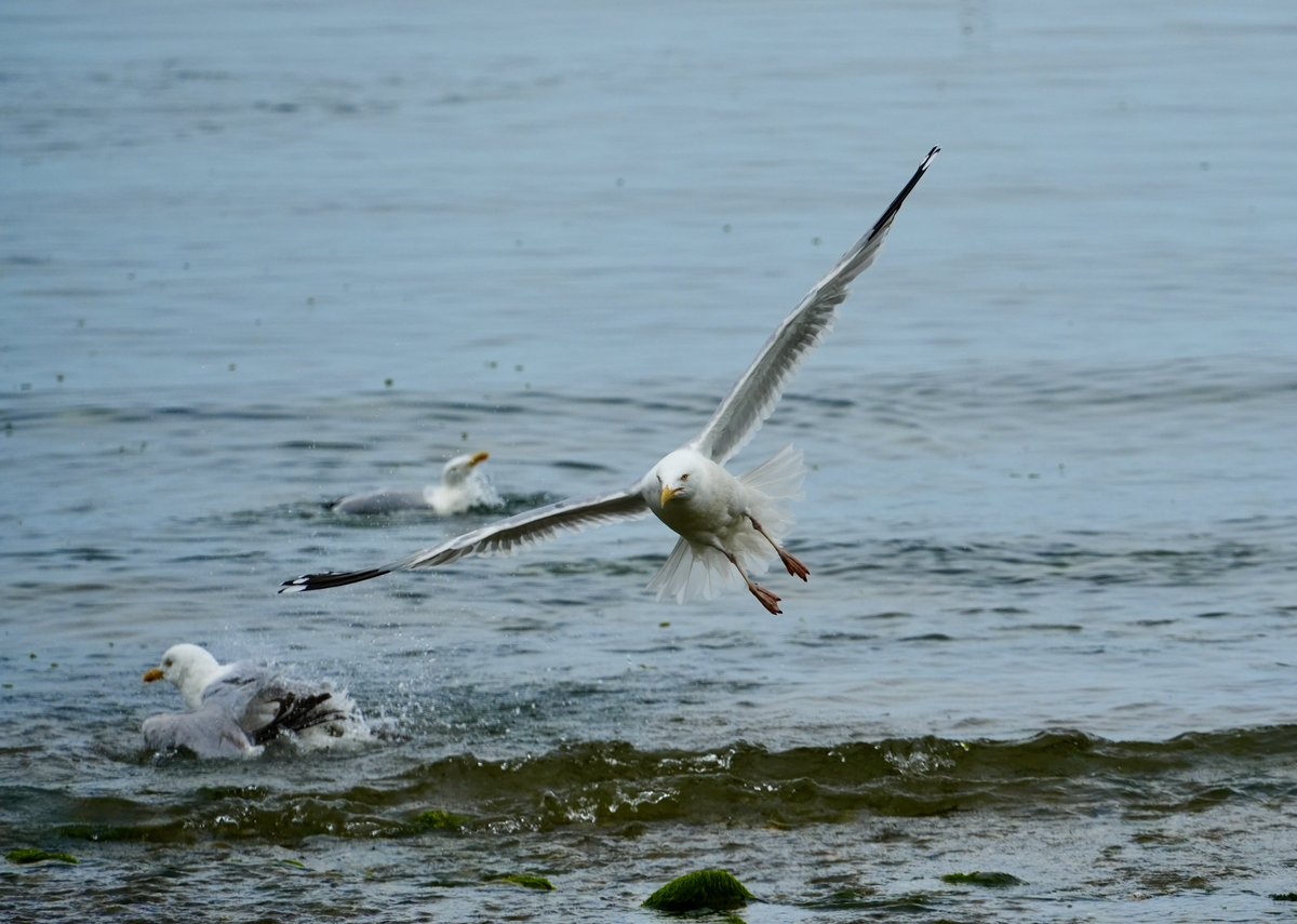 Incoming… #HerringGull #Gulls #lovegulls #gorgeousgulls #TeamGull #BirdsSeenIn2023 #TwitterNatureCommunity #Skerries #Fingal #Dublin #Ireland #birdtwitter #nature #birds #birdwatching