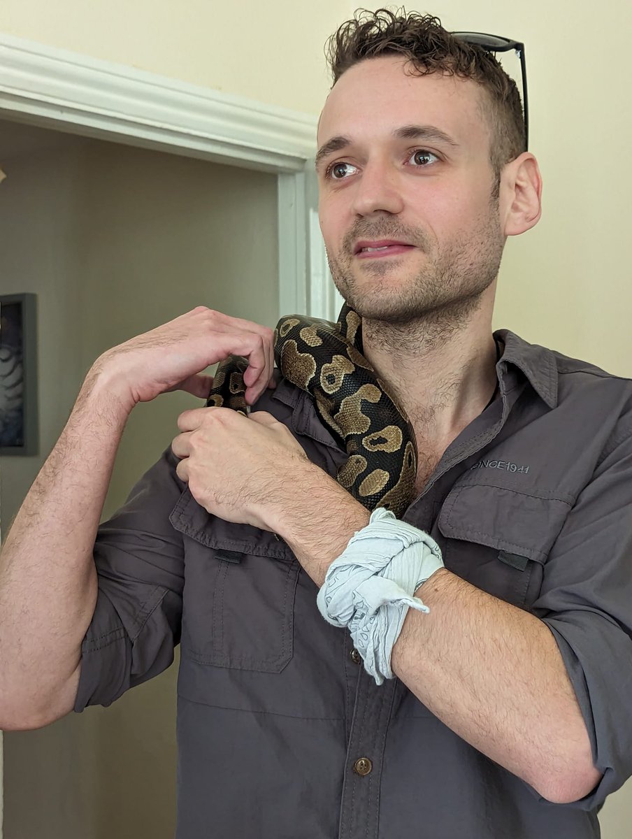 Did you know the Ball Python, is Near Threatened? Its numbers in West Africa are believed to be in decline, primarily to Poaching for the exotic pet Trade! 

#pets #exoticpetrade #snakes #python #reptiles #wildlife #ballpython #royalpython #animals #reptilekeeper #Africa