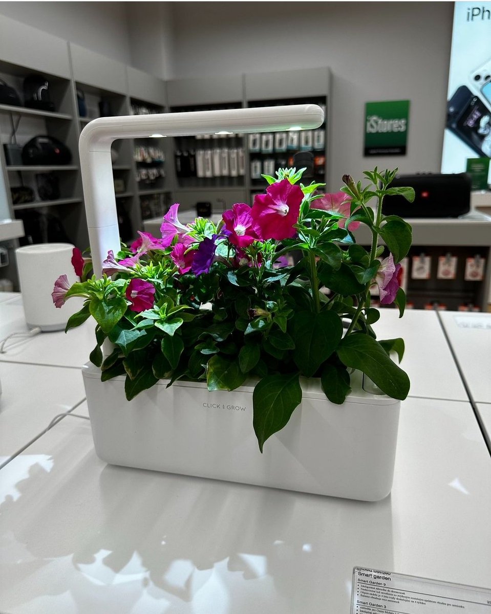clickplantgrow's tweet photo. Transforming my table into a blooming oasis with the Click and Grow Smart Garden! 🌸🌿✨
#ClickAndGrow #SmartGarden #IndoorGardening #FlowerPower #GreenThumb #HomeGarden #BloomingBeauty #GardenGoals #SustainableLiving #NatureLovers https://t.co/TkwygIIyXl