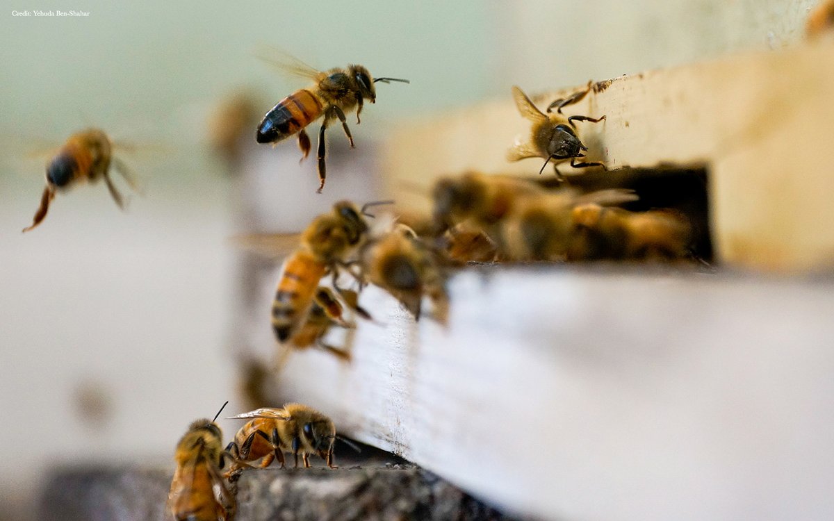 ScienceMagazine: Honey bee nestmates may partly depend on their gut microbes to recognize one another, a 2020 study suggests, revealing how symbiotic bacteria can shape unique, colony-specific chemical cues on the pollinators’ bodies. …