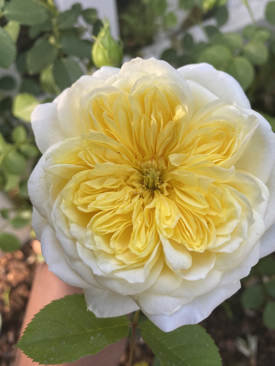 Jose & the Pussycats 😾😸😺 tweet media