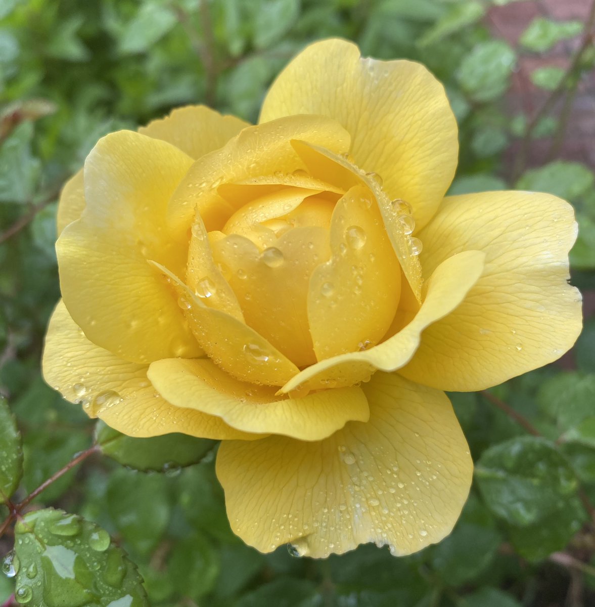 Jose & the Pussycats 😾😸😺 tweet media