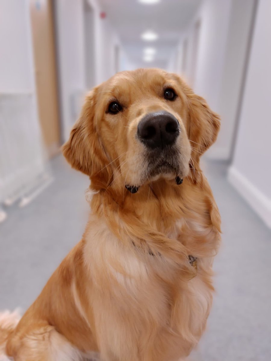 AlaskanSnowball's tweet photo. @charliersmith1 This is one of my guide dogs in training. https://t.co/o7XVzHKOfI
