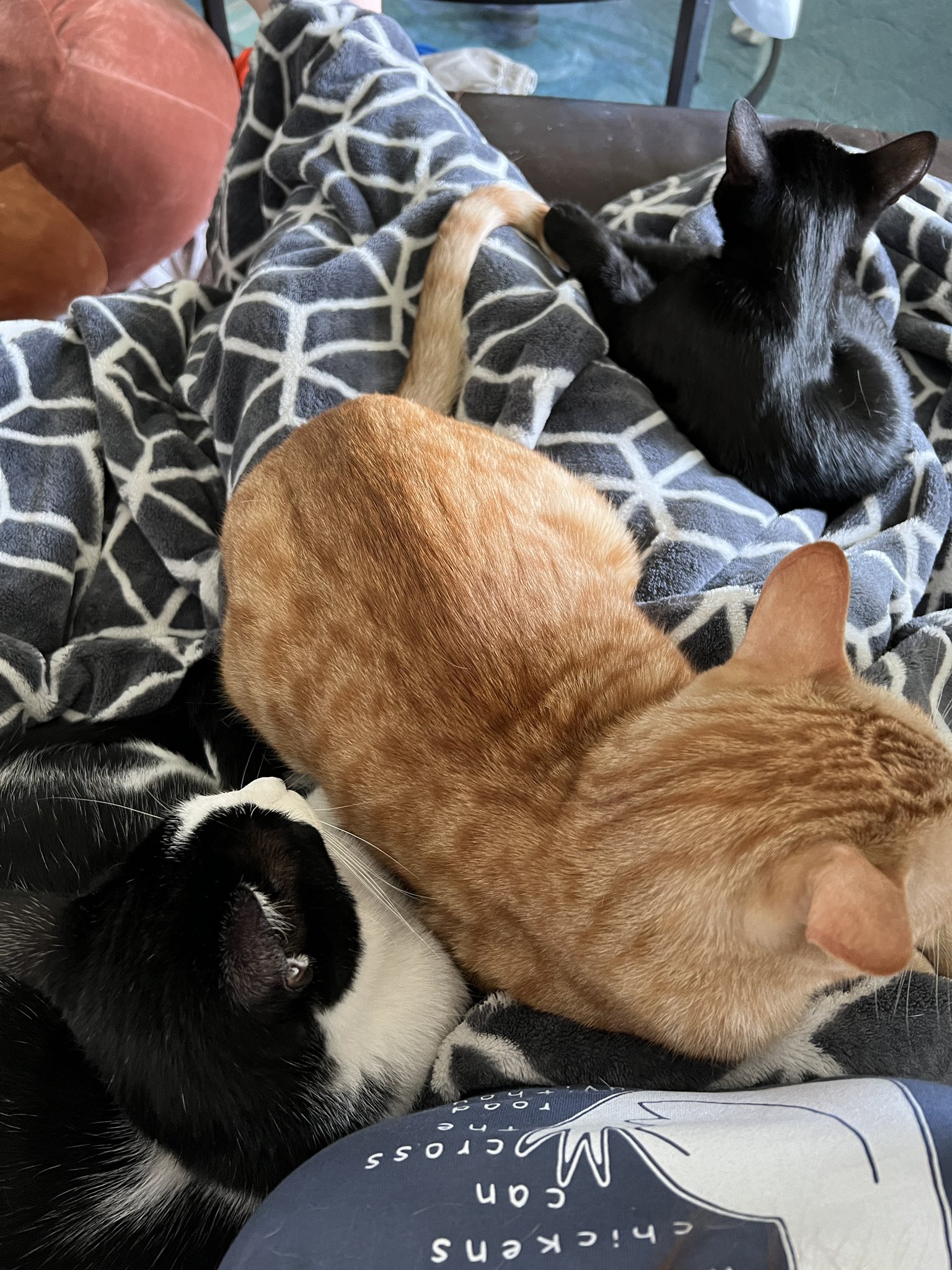 Kera Bear 💗 NO PPV on Twitter "Watching Chainsaw Man with my kitties