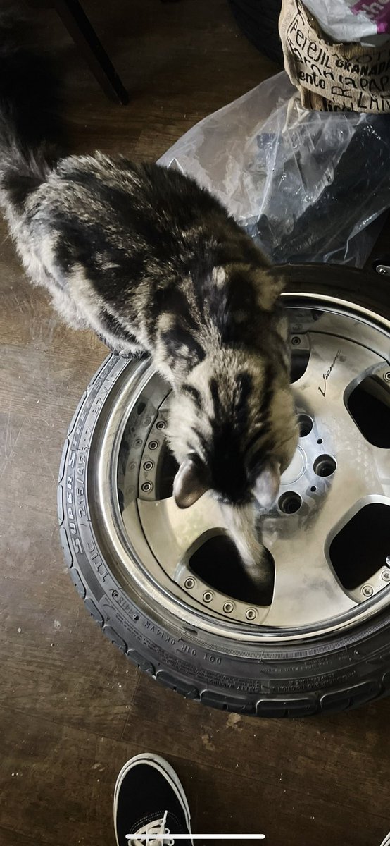 El gato con llantas 🤌🤌🤌