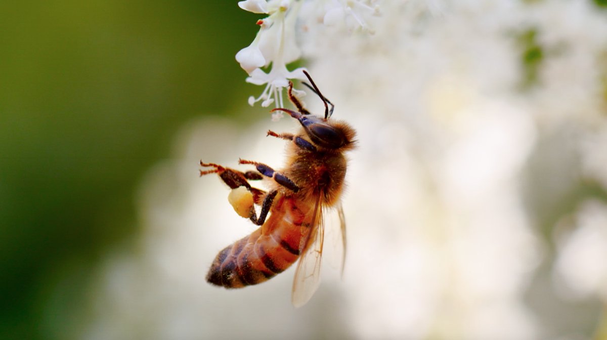Happy #WorldBeeDay!  Stop and take a minute to appreciate ALL the bees around you.  There is amazing diversity and beauty among bees beyond the lovely and essential #honeybee <a href="/pollinatorsfilm/">Peter Nelson</a>