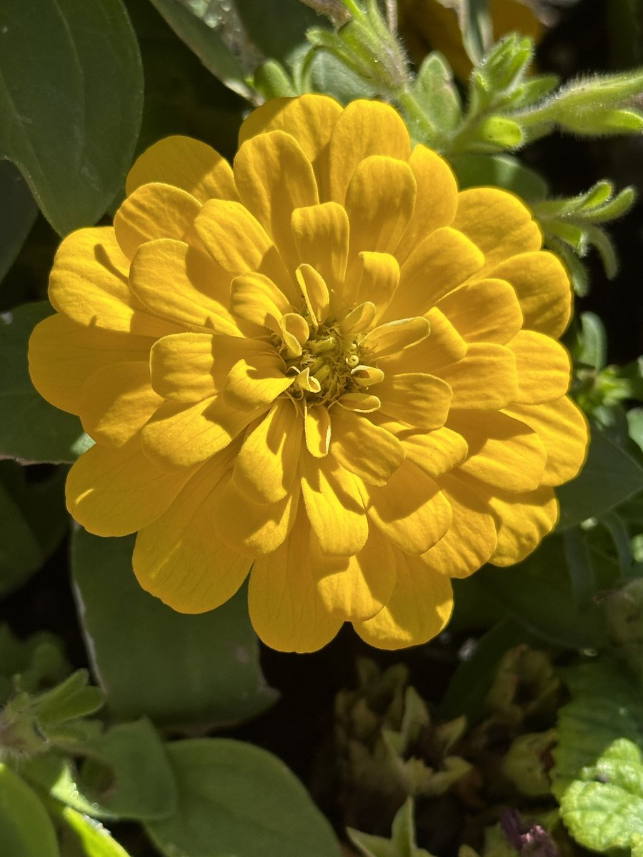 Sunday flower 
  Zinnia elegans/Zinnia. Asteraceae. 
  Asterales
  Commonly known as/youth-and-age
  Native to/Mexico.  Central America 
  Symbolism/Friendship. Endurance
  *We call Zinnia ‘Berary’s Giant Golden 
  Yellow’. 
Photo  5/20  9:54am  2023