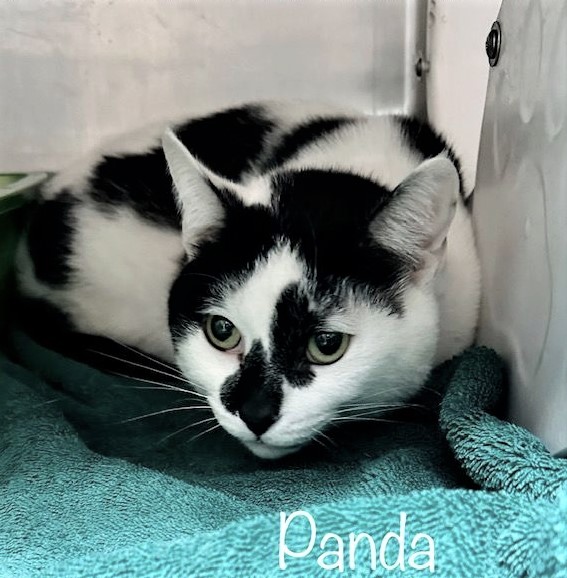 💗SWEET 2YO WHITE & BLACK COW🐄KITTY 'PANDA'💗
😿💔STRAY WITH IDENTIFICATION
🔊NEEDS #ADOPTION OR #RESCUE🚗
💠ID 644599 Cage 626 facebook.com/photo/?fbid=61…
🙏🏾#ADOPT #PLEDGE #SAVEALIFE #AdoptDontShop
#MARIETTA #GA @cobbkitties #CAT #AdoptMe
#AdoptAShelterCat #CatsofTwitter #RescueMe