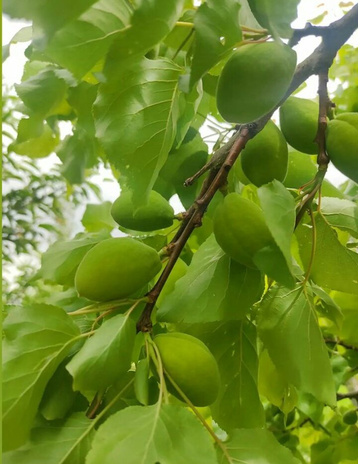 Çağla zamanı😋😊