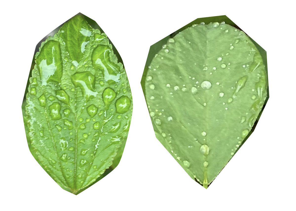 I noticed for the first time today how differently rain settles on various leaf structures. A few samples. #leaves #rain #springshowers