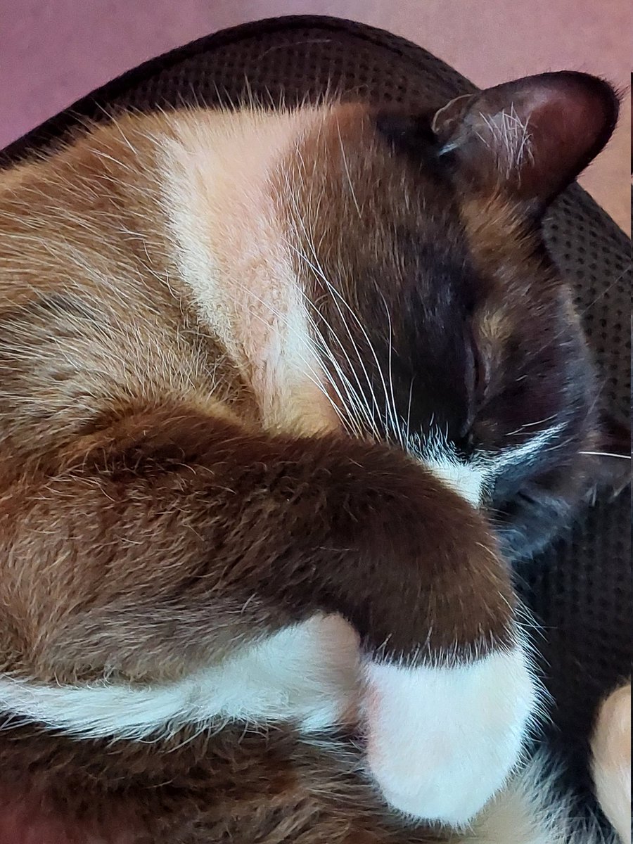 MinaTCat's tweet photo. mina (shielding her face) https://t.co/KIkVYyHq1C