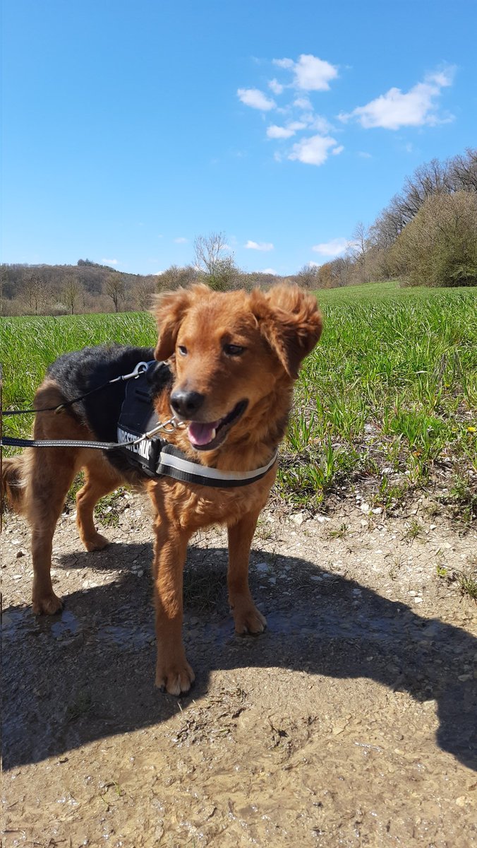 Am Montag zieht diese kleine dicke Nase bei mir ein, und ich stecke gerade mit einem Fuß in der Vorfreude auf den neuen Hund und mit dem anderen in der Trauer um den alten. Und lerne, dass beides gleichzeitig existieren kann.