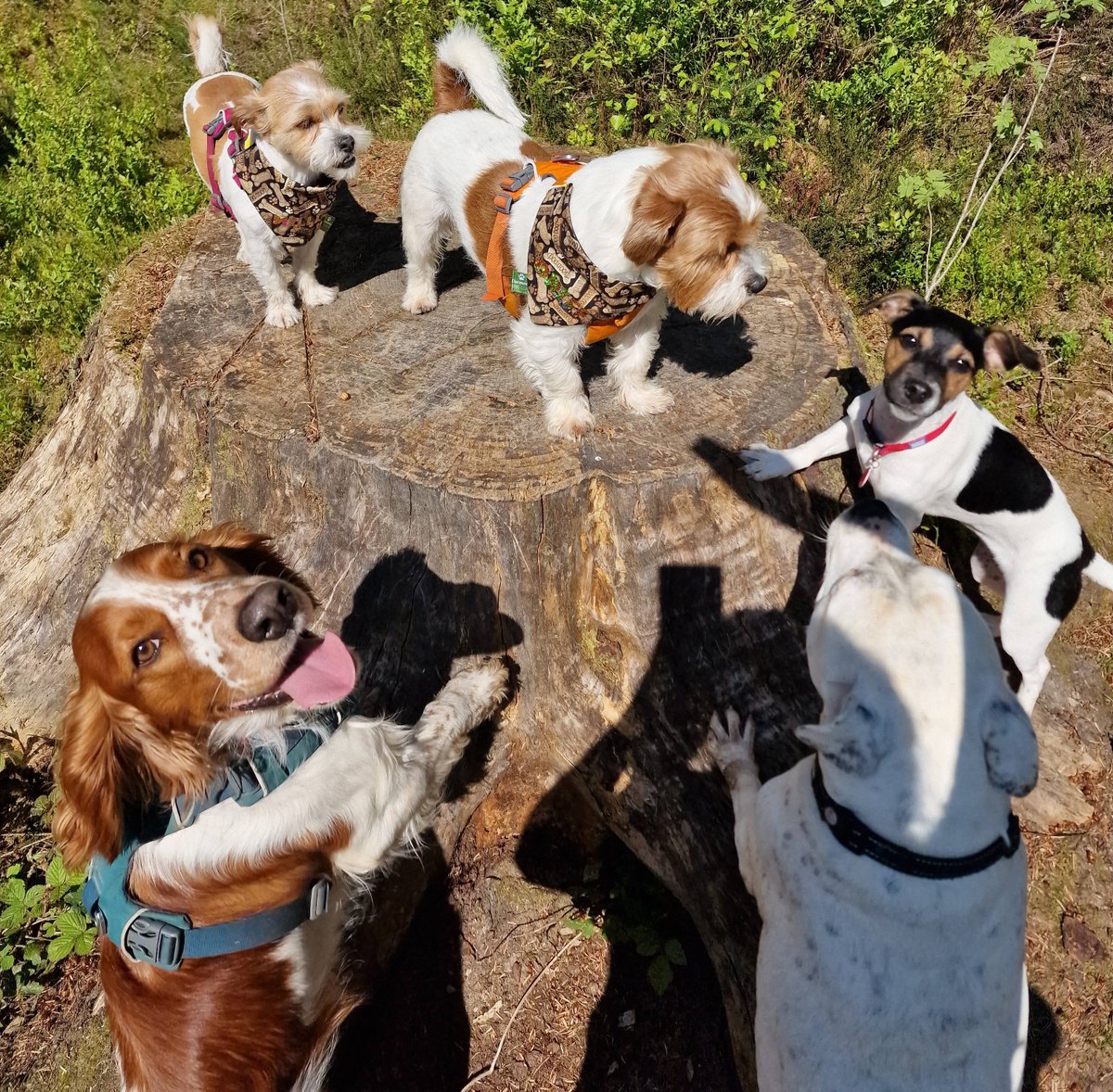 Us trying to convince our buddies to stand on the photo log 🤣🤣🐾🌳🏴󠁧󠁢󠁷󠁬󠁳󠁿🪵❤️

#Jackrussell #shihtzu #dogs #dogstagram #dogoftheday #dogsbeingdogs #dogsofinstagram #dogsofinsta #jacktzu #jackshit #jackshitz #jackshiht #shihtzugram #toocute #cuteoverload #puppyeyes #puppylove #Wales