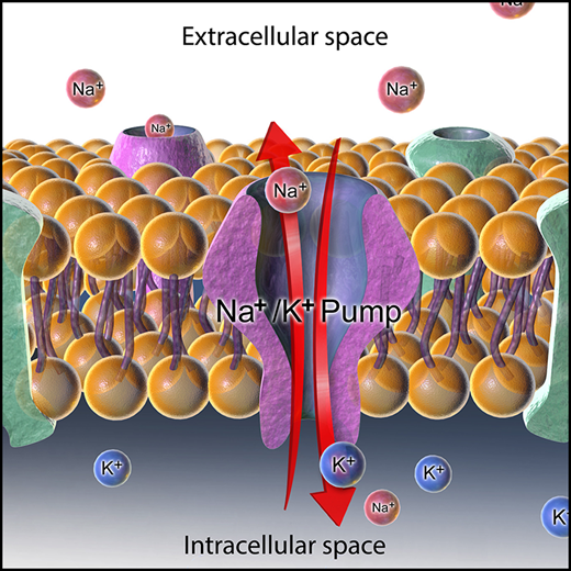Recent laboratory observations suggest that deep isoflurane #anesthesia via the modulation of Na+/K+-ATPase activity may induce perturbations of ion homeostasis in the central nervous system. Read the article and watch the video abstract: ow.ly/ZsGx50Osbfn