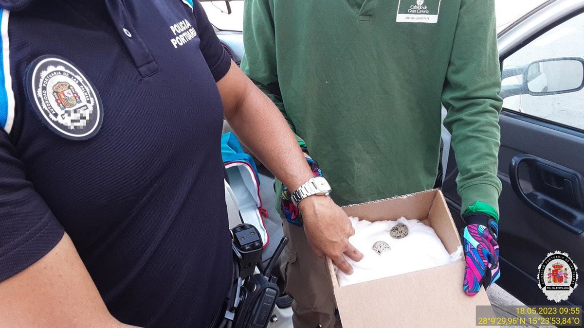 PoliciaAPLP's tweet photo. Colaboración de @PoliciaAPLP con @GranCanaria_M_A para garantizar que dos nuevos #charranes puedan unirse a la #naturaleza. 
#PoliciaPortuaria
#Puertosostenible https://t.co/SYQwe0vNZW