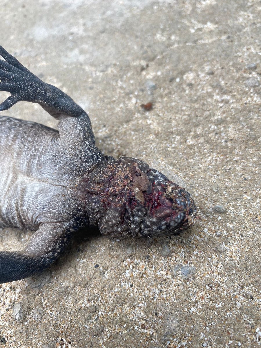 BitacoraEc's tweet photo. La matanza de iguanas marinas en las fauces de gatos y perros en Isabela #Galapagos continúa sin pausa.

Perros y gatos, domésticos y ferales, son la mayor amenaza para las iguanas únicas en el mundo.

@ja_davalos @Ambiente_Ec @parquegalapagos @IsabelaGad @CGGalapagos https://t.co/CT5PGUHJYH