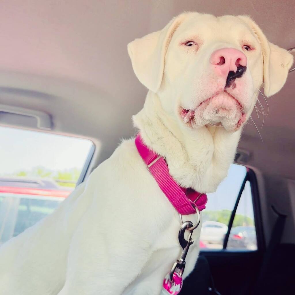 nicki_van's tweet photo. Picking up my gorgeous foster girl and all feels right in the world again. She is still adoptable at @lawrencehumane and fees are waived through tomorrow! We are available for all the meet and greets! #adoptdontshop https://t.co/HHOpvqLuPj https://t.co/lM6y0ROZpE