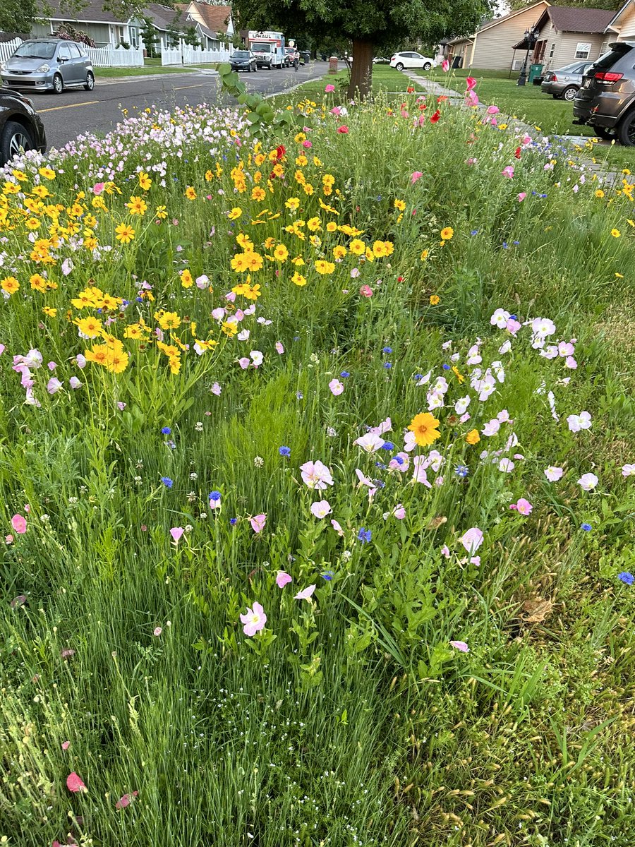 macksanders20's tweet photo. This week’s edition of Flowers I Found On My Run https://t.co/Bwe0lqKnaJ