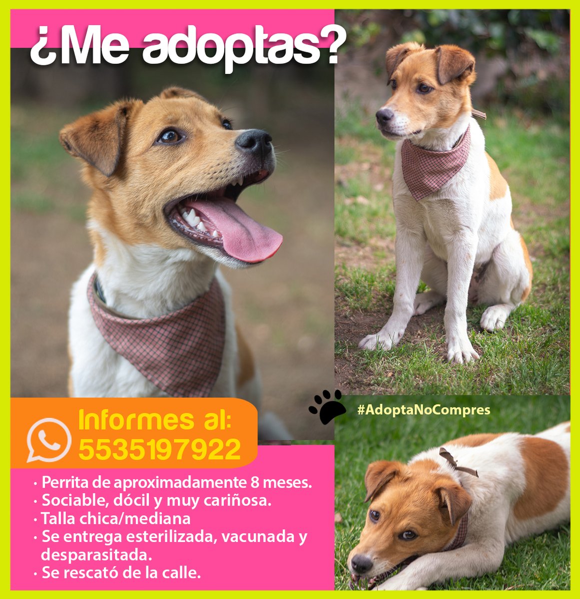 calafandra's tweet photo. @MascotasBJ_cdmx Nos apoyarían a difundir a esta pequeña? Es sociable, divertida, de temperamento dócil y muy cariñosa. ¡Gracias por compartir! 🐶🧡🐾 https://t.co/a8XkWcoFHb