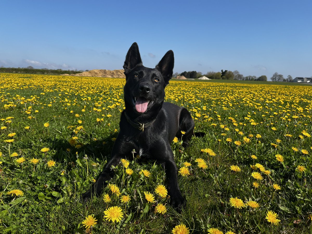 PD Shadow was deployed to concerns for a female this afternoon. Shadow has tracked across almost a mile of countryside before finding the female. Supported by @LincsCOPter and response officers the female is now safe and receiving the support she needs.