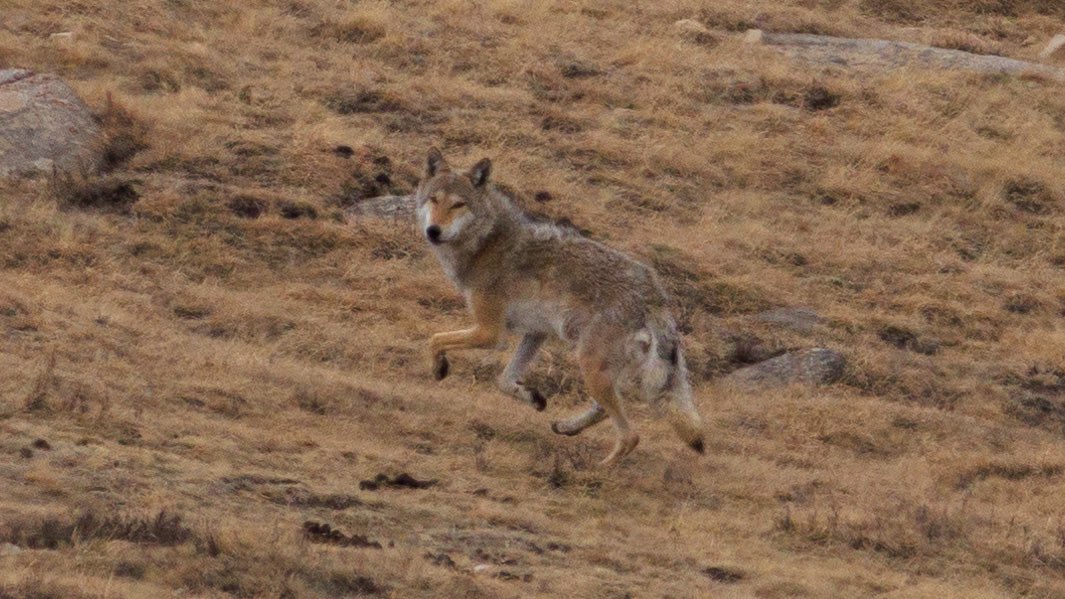 garybnunn's tweet photo. Not just birds in the bushes! At 9000 feet in the Khangai Mountains, central Mongolia, out pops Mongolian Wolf (Canister lupus chanco)! Will not forget that eye contact! It loped off and away quickly, a wonderful experience. #wolf #Mongolia https://t.co/dzoLAmavp0