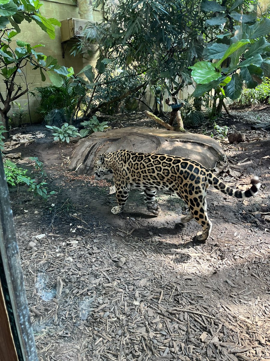 SteSounds's tweet photo. Cleansing your timeline with pics from @chesterzoo today… https://t.co/QkmbU3VQ8n