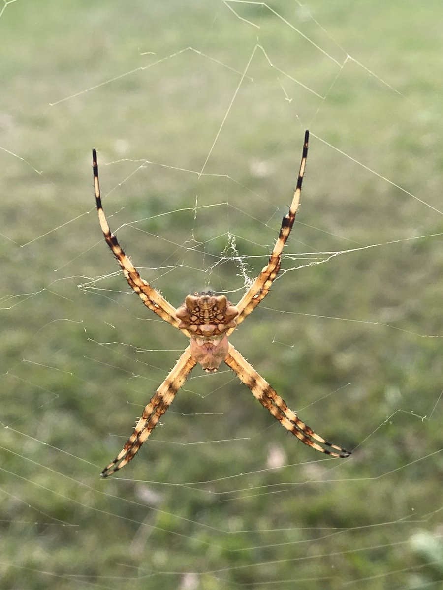 juanmacch's tweet photo. @Arachno_Cosas Hola, como estas? me podrías decir que tipo de araña es y si es de importancia médica? Es en Escobar, Buenos Aires, Argentina. Gracias! https://t.co/DP44kX9y3X