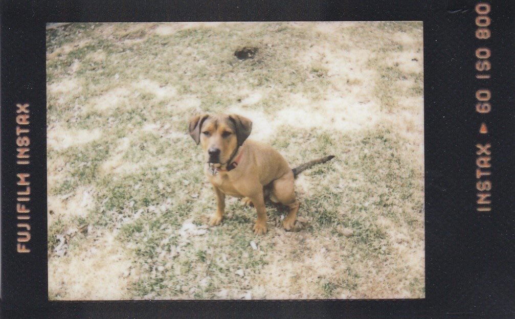It’s #NationalRescueDogDay.  Here is to this dear dog, Jess!❤️ #beliveinfilm #instaxmini