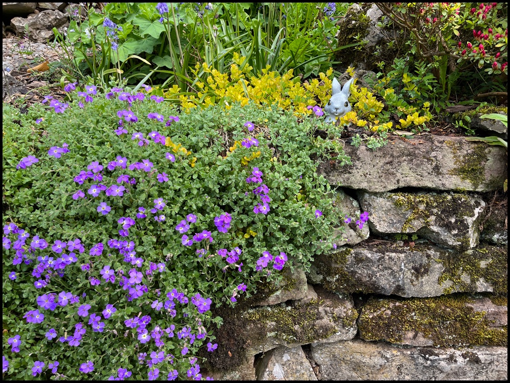Kelton Croft Holiday Cottage - Bluebells & wall flowers enjoying the sunshine. Do you fancy a holiday break? Lovely holiday accommodation in the Lake District #lakedistrict #cumbria #selfcatering #ennerdale #selfcateringaccommodation #ruralretreat #garden #holidaycottage #flowers