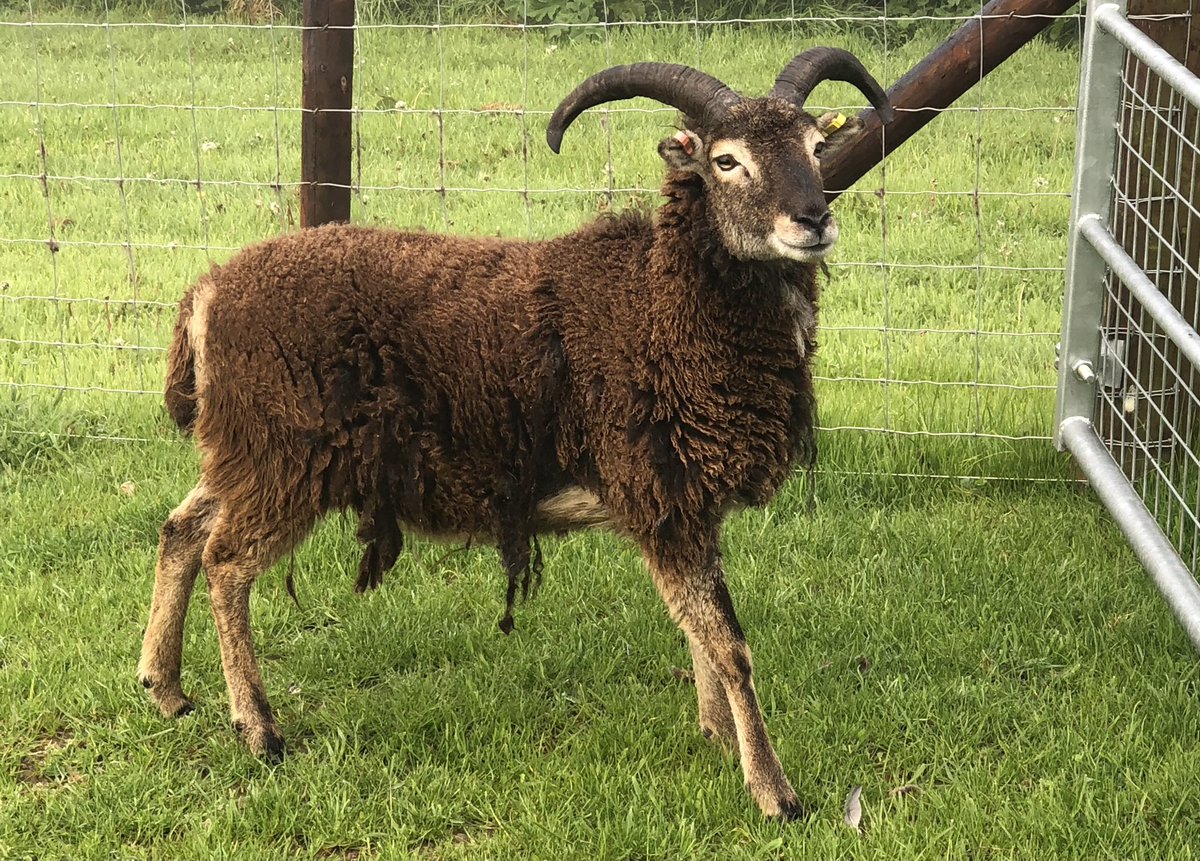 csb65's tweet photo. Boys are shedding, in the process of cleaning it ready for a wash.. itching to use the carders, but slowly does it. #soay #fleece #wool #spinning https://t.co/9r1H7fMpZg