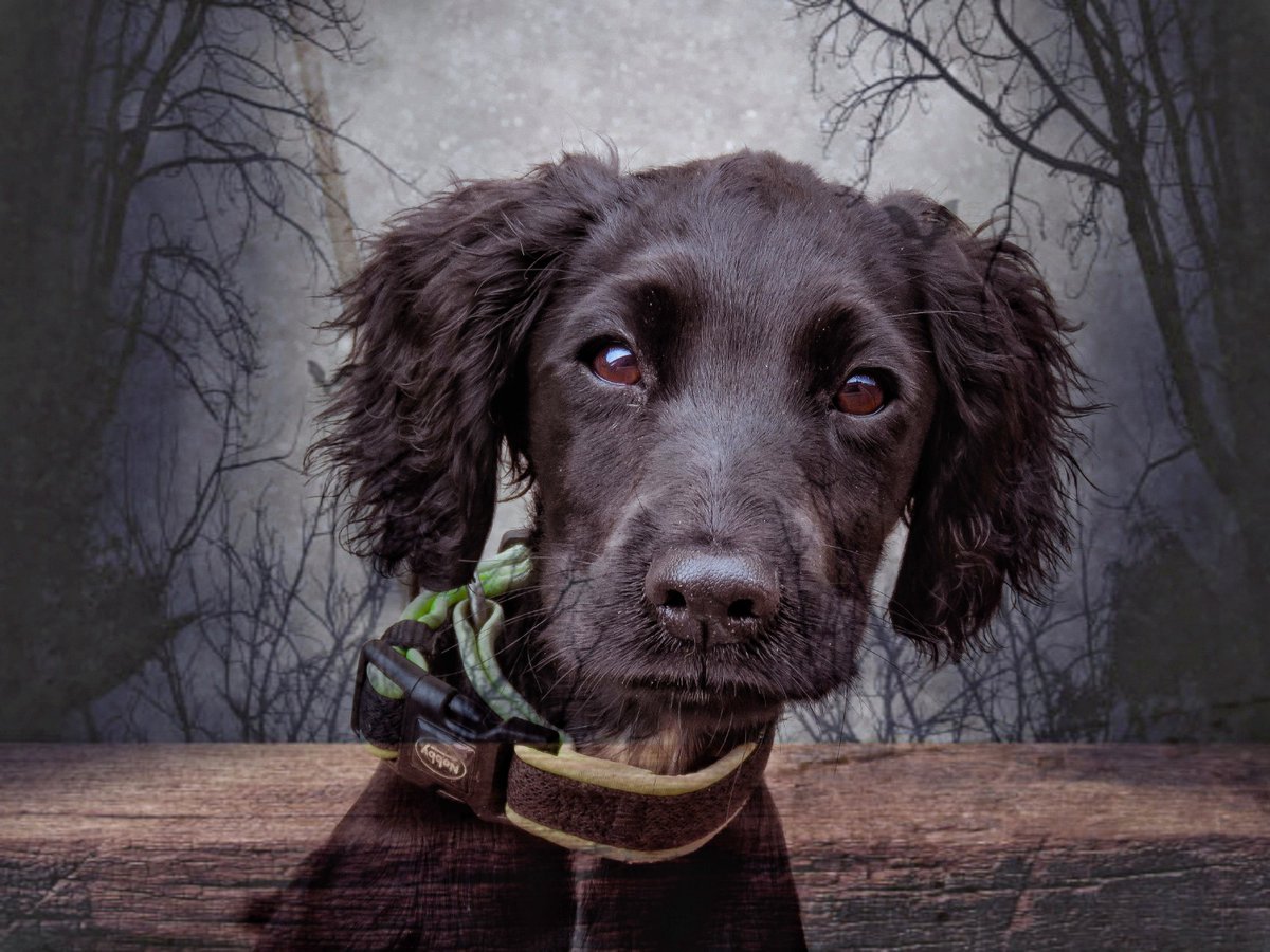 The journey begins for little 'SAS' follow her progression on Kryus platforms