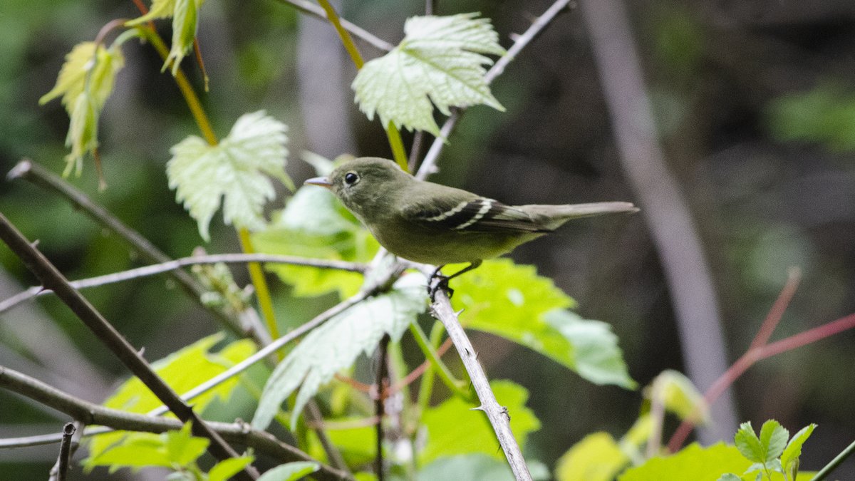 What do you think, birders, Pine Warbler?
#birdersoftwitter #birding #birdmigration #birdphotography #birdid #idbirds