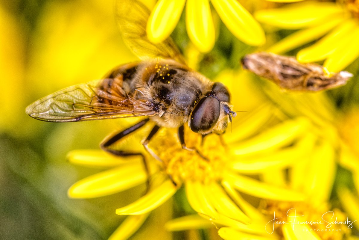 Today i!s world bee day 🐝 😊 #worldbeeday #savethebees #bees #bee #honey #nature #honeybees #beehive #beekeeping #pollen #miel #honeybee #honeycomb #rawhoney #naturalhoney #miele #pollinators #purehoney #honig #beesofinstagram #beeday #honeyhealth #flowers #world #food