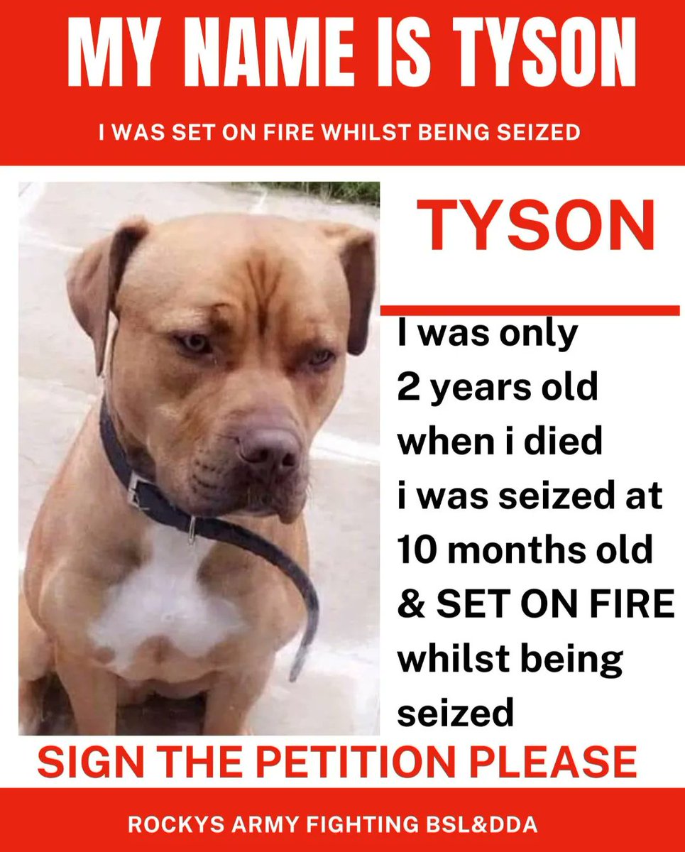 We have all seen and heard what happened to #MarshallandMillions
The dangerous dogs act was introduced in the UK in 1991.

Let us share these stories with you. Of other dogs that have also become victims of the DDA.

Tyson was SET ON FIRE by police whilst being seized due to a…