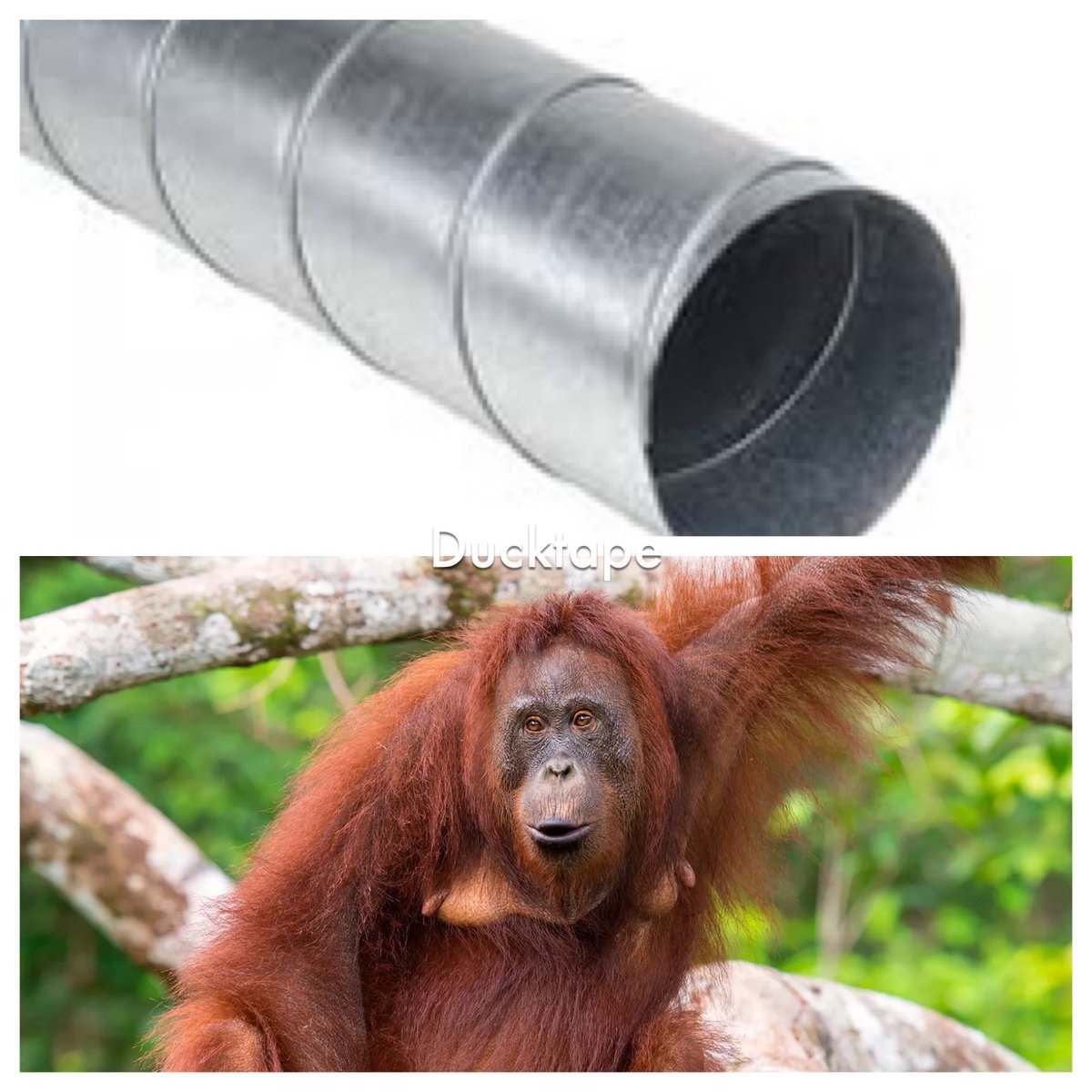 Sharedvoids's tweet image. Duck Tape