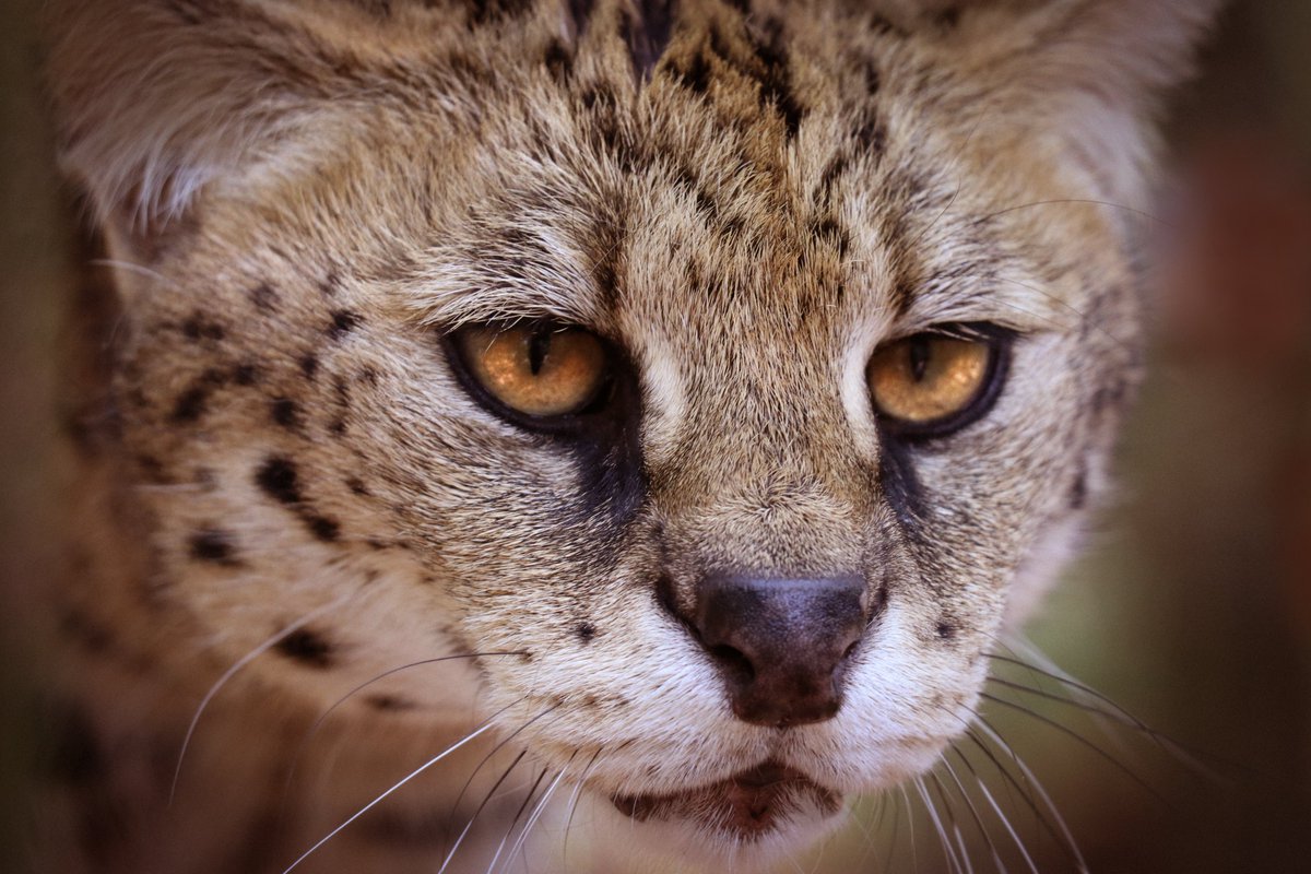 🐾🚫 Let's save the servals! 🚫🐾

Captive breeding of servals is pushing these beautiful creatures towards extinction. It's time to end this harmful practice and protect their wild populations. Support Big Cat Rescue! #SaveTheServals #EndCaptiveBreeding #ConservationMatters 🦁💚