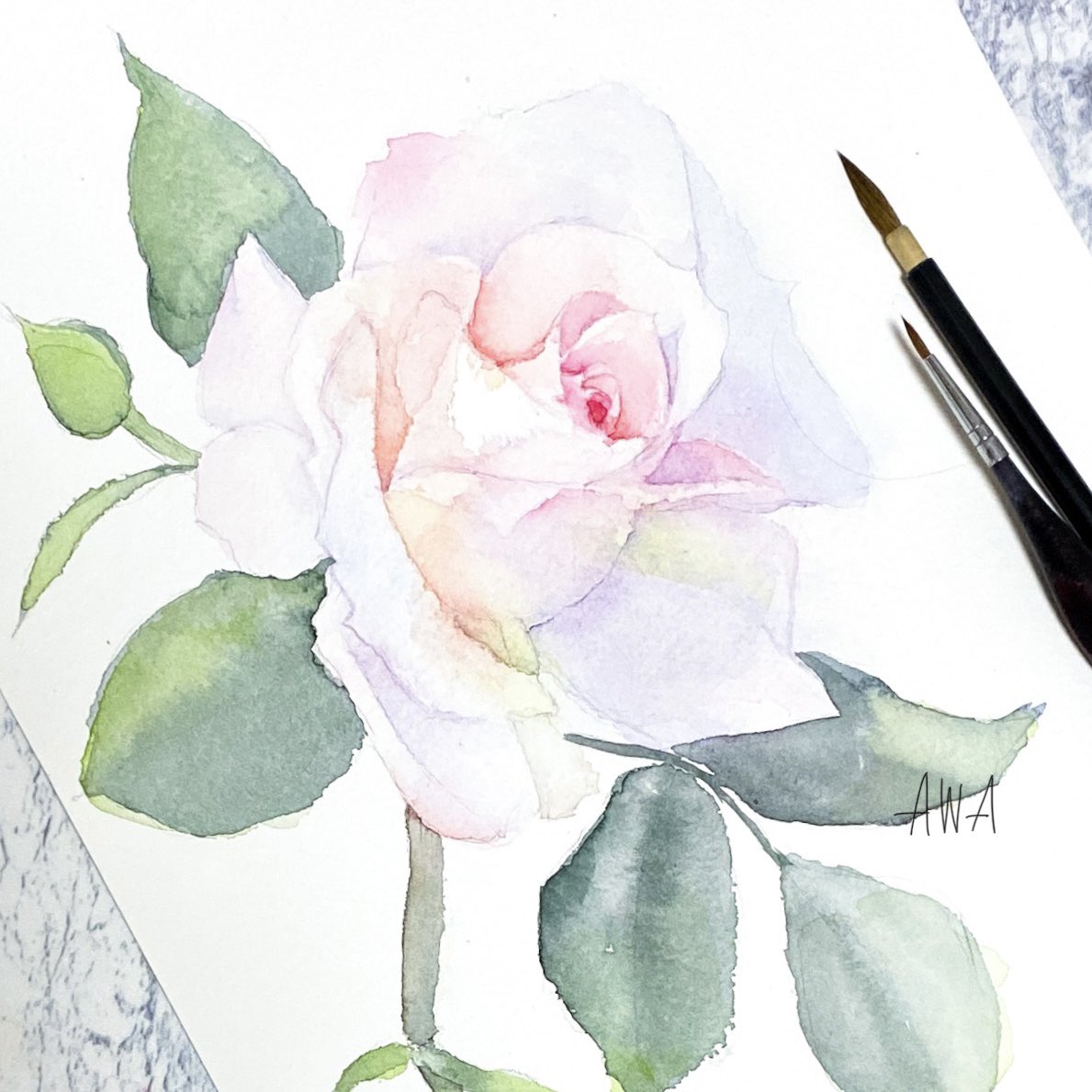 「白からピンクへ、優しく色づく薔薇がとても美しいと思うのです 白地に白で画面映えは」|Awa＊ふわもこ堂の水彩屋さんのイラスト