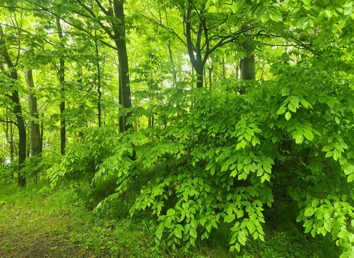 An jungle in Ontario when the rain finally falls.