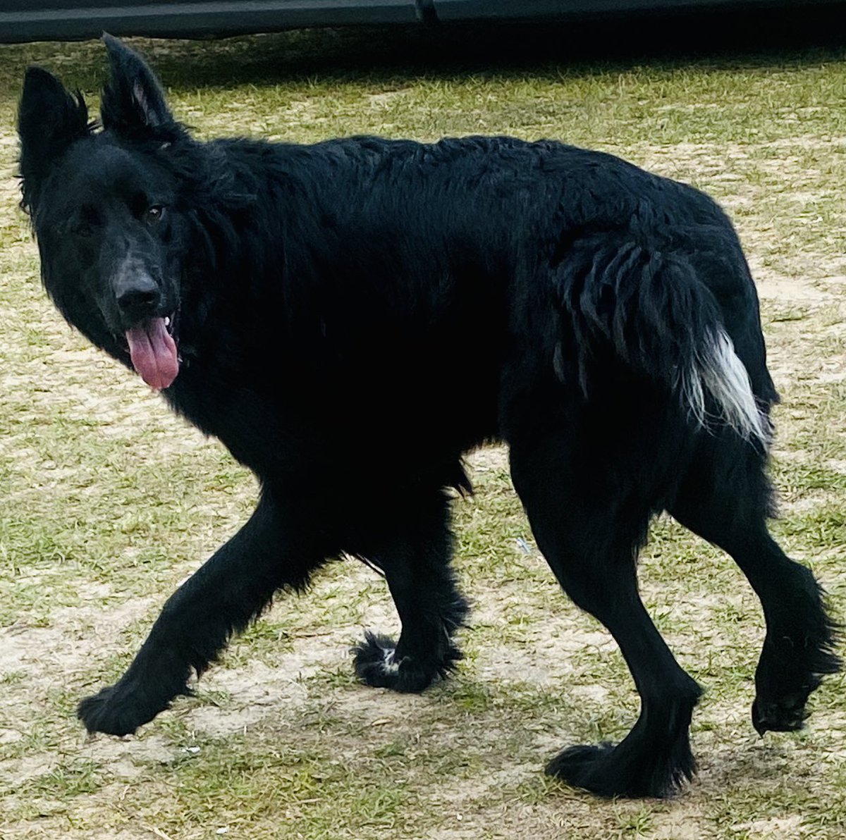Chelpete's tweet photo. @wmbfnews This is my sweet king shepherd, Louie! Rescued from a kill shelter in NYC! https://t.co/wQn9imL6nq