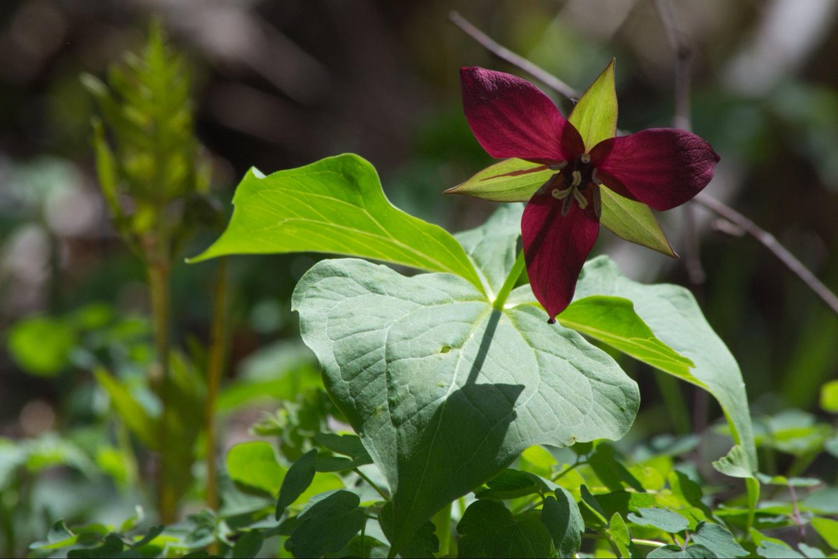 The Nature of Phenology: Red trillium
ow.ly/qr6150Or3Hh