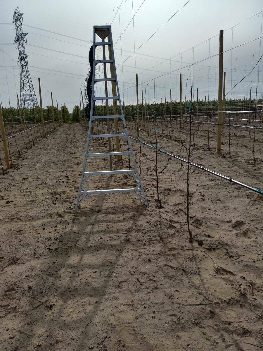 United Farm Workers on Twitter "Bris recently planted these apple