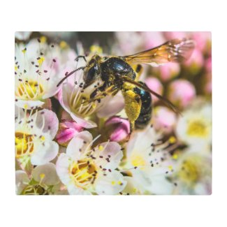 zazzle.com/bee_in_the_nei… #BeeintheNeighborhood #Bees #SaveTheBees #Bee #Nature #Flowers #MetalWallArt #LookAgain #LookAgainPhotography #Zazzle Original photography by Daniel McNamara