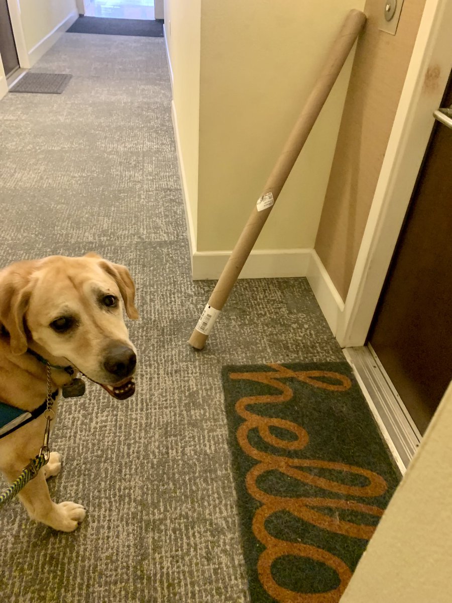 He is talented at many things. Estimating what he is capable of holding is not one of them. Ever hopeful <a href="/canineorg/">Canine Companions®</a> #ServiceDog!