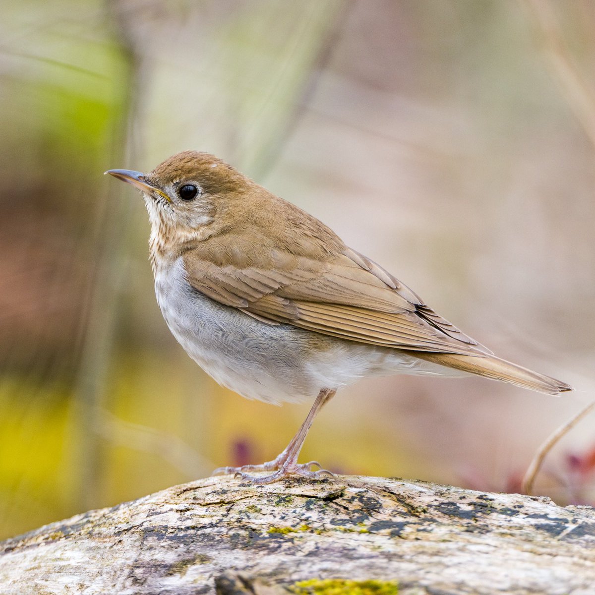 Meet the elusive Veery! A #thrush that's shy, but steals the show with its song. Takes you back to those summer nights, doesn't it? 🎵 It's a game of hide and seek with them but oh, that split-second view is worth it.