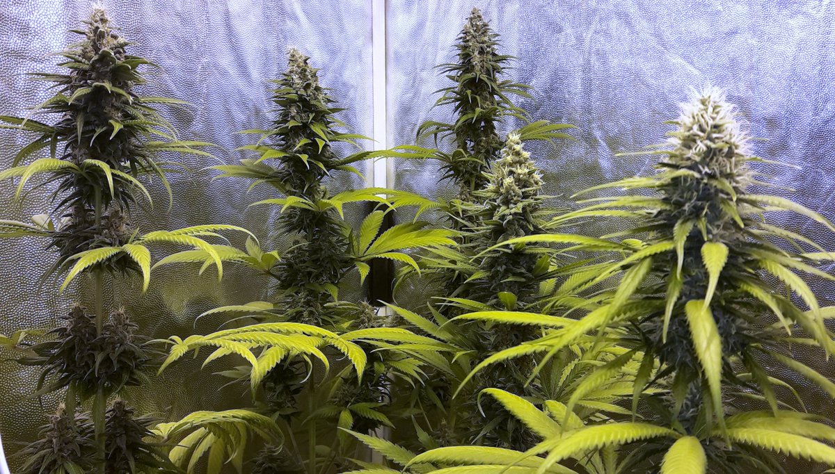 AdrycManellson's tweet photo. #Fantasías sobre tres #SuperAk #SpecialDutch de @Kannabia_Samen atrás y dos #MimosaDream de @KannabiaSeeds en un #PureTent #RefPet bajo #ThePureLed48oPro @ThePureFactory #Sust #CocoAllMix @ProXL_Spain powered todo by @DPlantasur #APuntoDeCaramelo en #AdrycsCove.
Weed Noche...🧚♂️😎 https://t.co/Aoaz1Ij1ng
