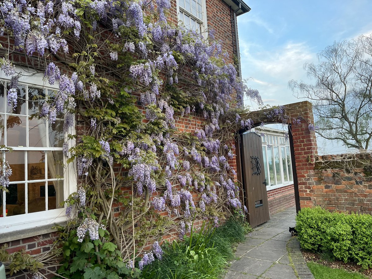 Lights up for our weddings after all the new work. Very proud looking out of the house windows tonight. Quick wisteria shot too.