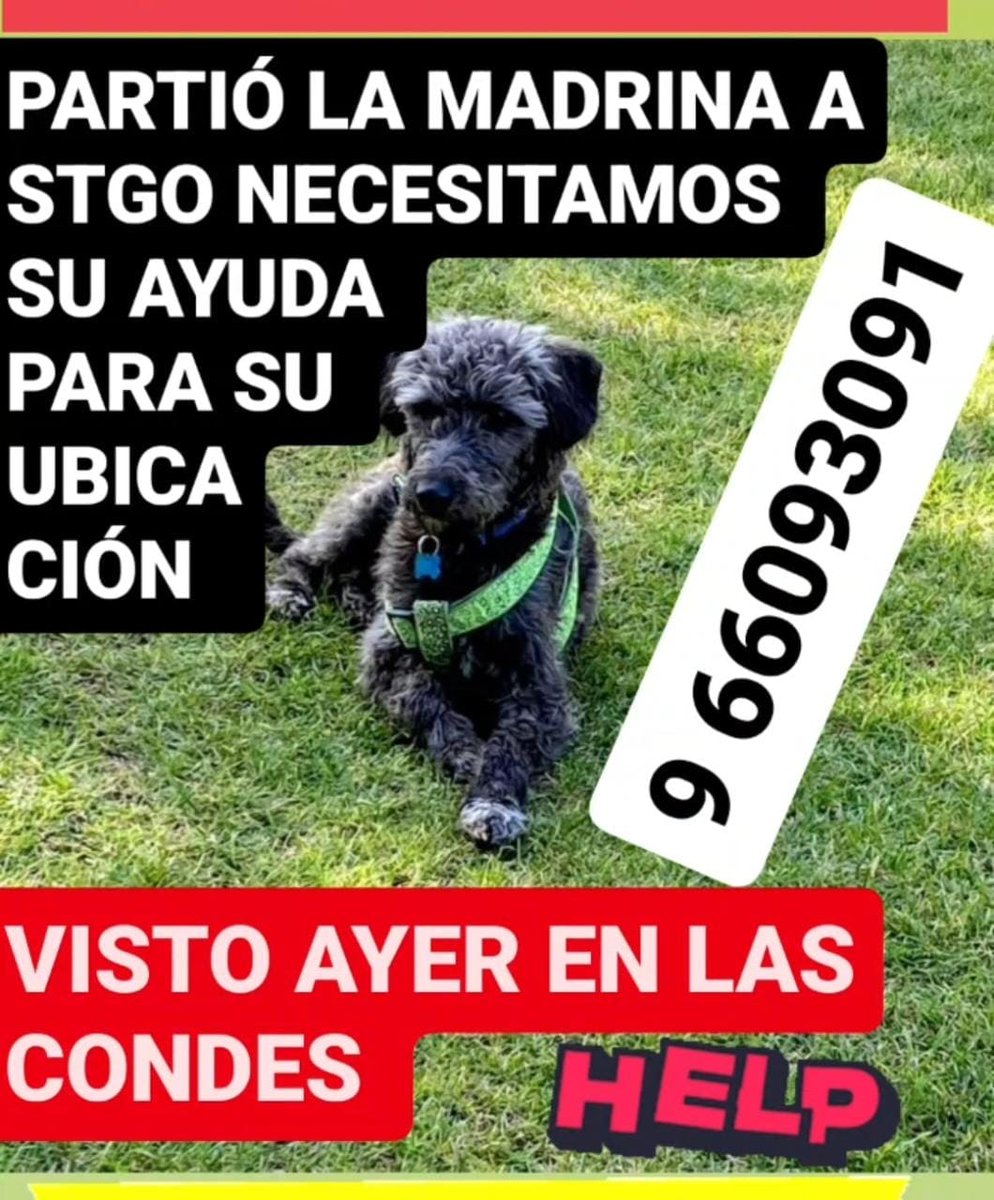 URGENTE LAS CONDES. AYER SE ESCAPO "ESPARRAGO" DESDE LA REINA! FUE VISTO POR ÚLTIMA VEZ EN LAS CONDES! TIENE CHAPA C/ID Y ARNÉS VERDE.SU MADRINA LO BUSCA