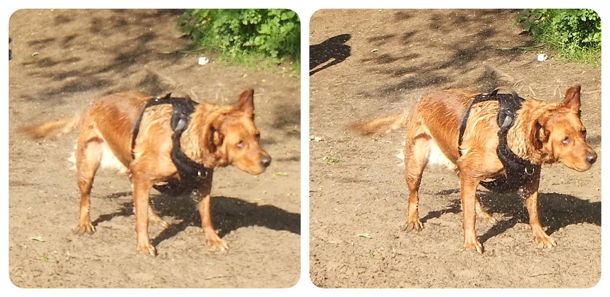 StereoSimian's tweet photo. Some #3D #stereoscopic of @DoggoPunky from today’s stroll up and down Rhymney River. https://t.co/0uMnP9EfPr