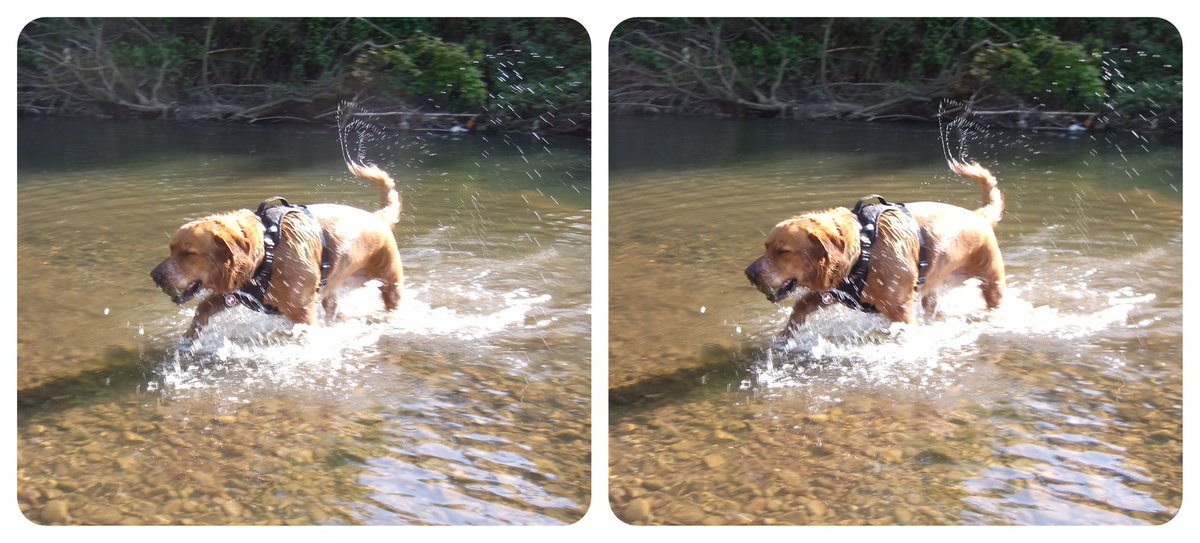 StereoSimian's tweet photo. Some #3D #stereoscopic of @DoggoPunky from today’s stroll up and down Rhymney River. https://t.co/0uMnP9EfPr